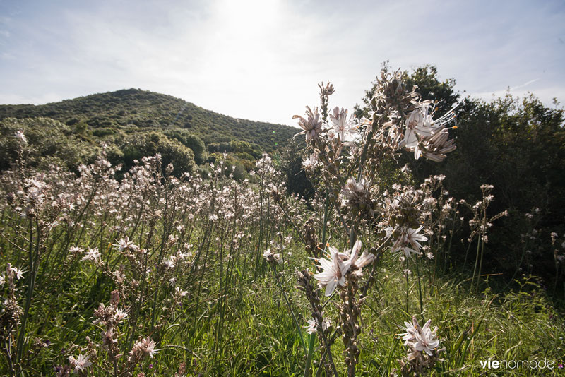 Randonnée en Corse: dans le maquis