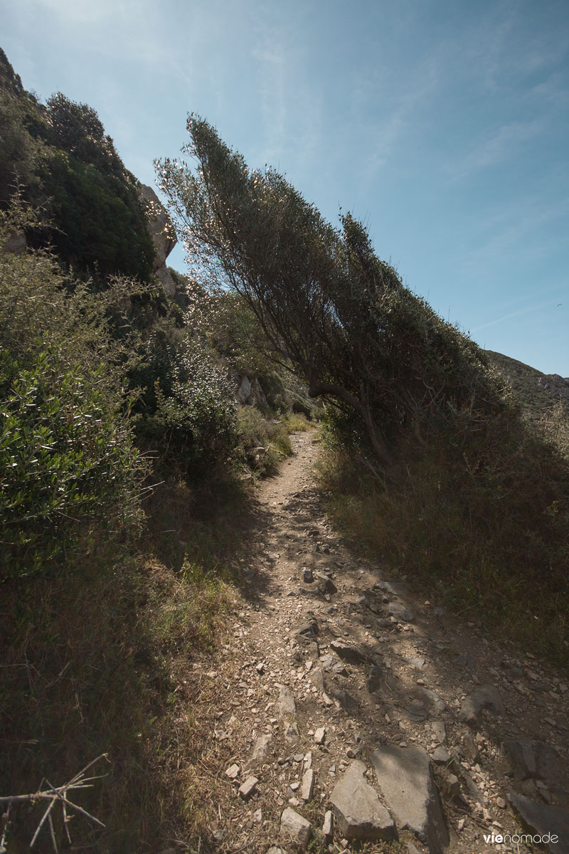 Sentier des Douaniers, maquis corse