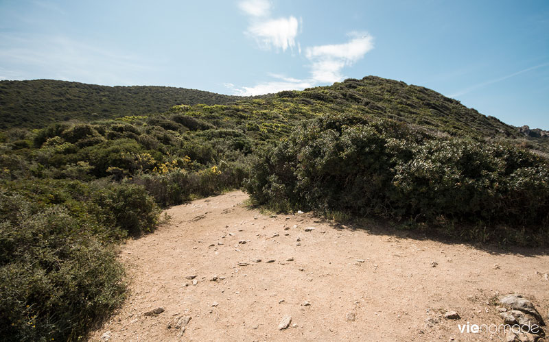 Le maquis du Sentier des Douaniers