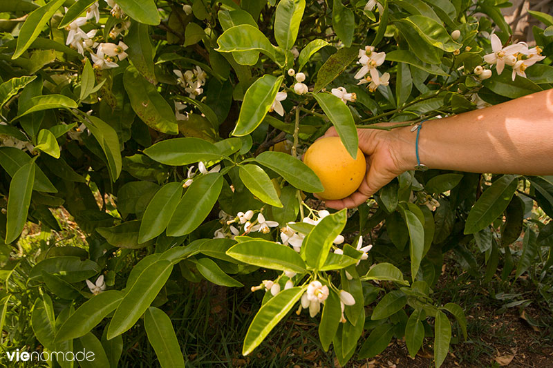 Pomelo, Corse