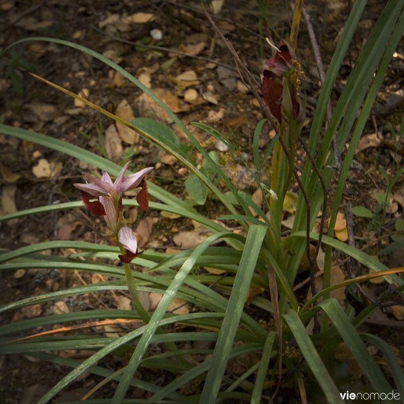 Orchidée corse