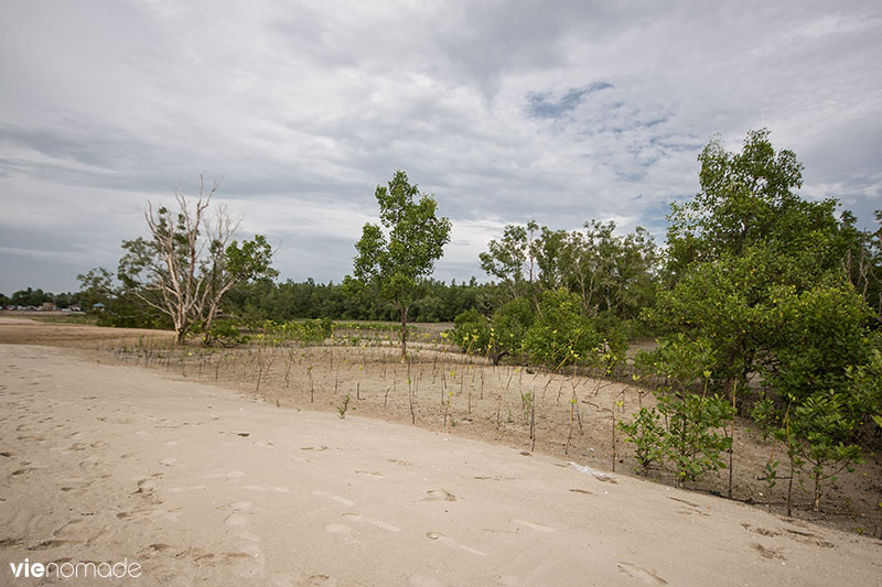 Replanter la mangrove à Bang Pat