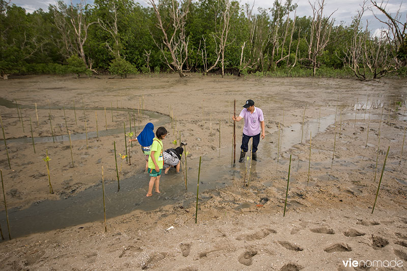 Replanter la mangrove à Bang Pat