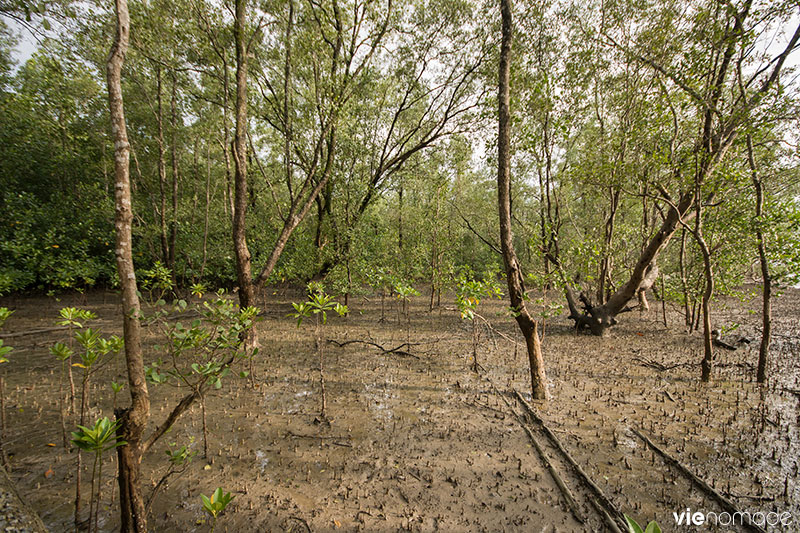 Replanter la mangrove à Bang Pat