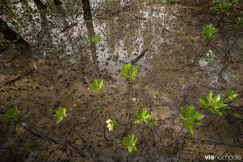 Replanter la mangrove à Bang Pat