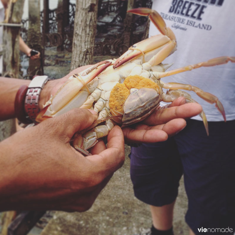 Banque de crabes à Bang Pat, Thaïlande