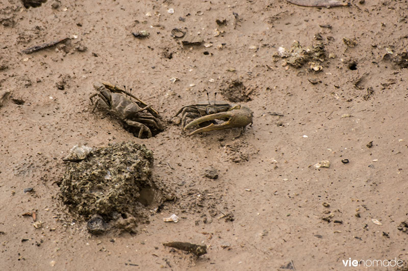 Observer les crabes violionistes en Thaïlande