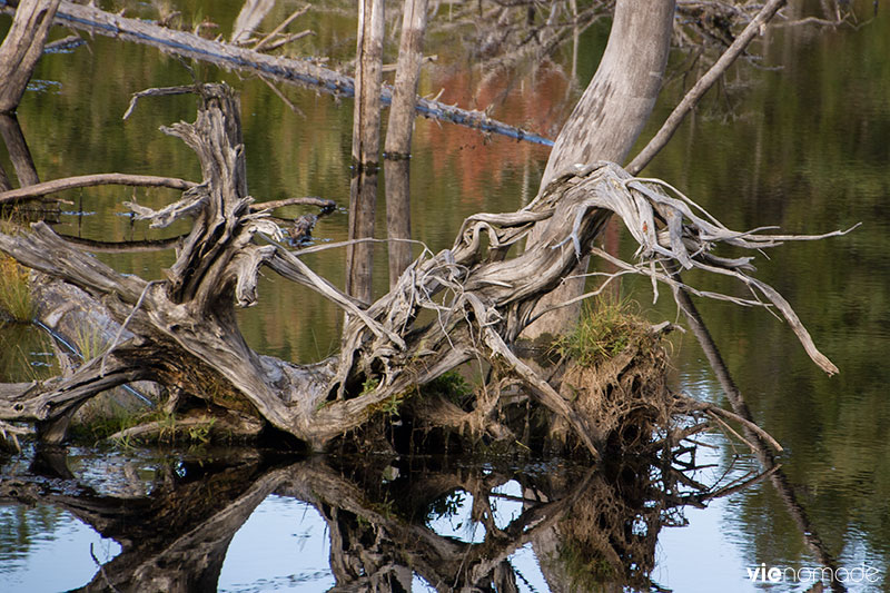 Arbres déracinés par l'eau, Sacacomie