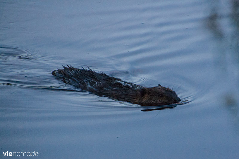 Charlotte, le castor de Sacacomie