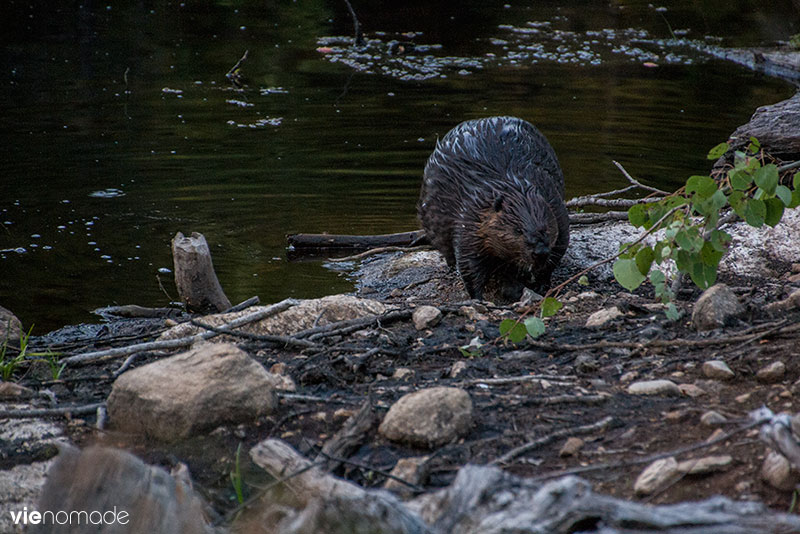 Charlotte, le castor de Sacacomie