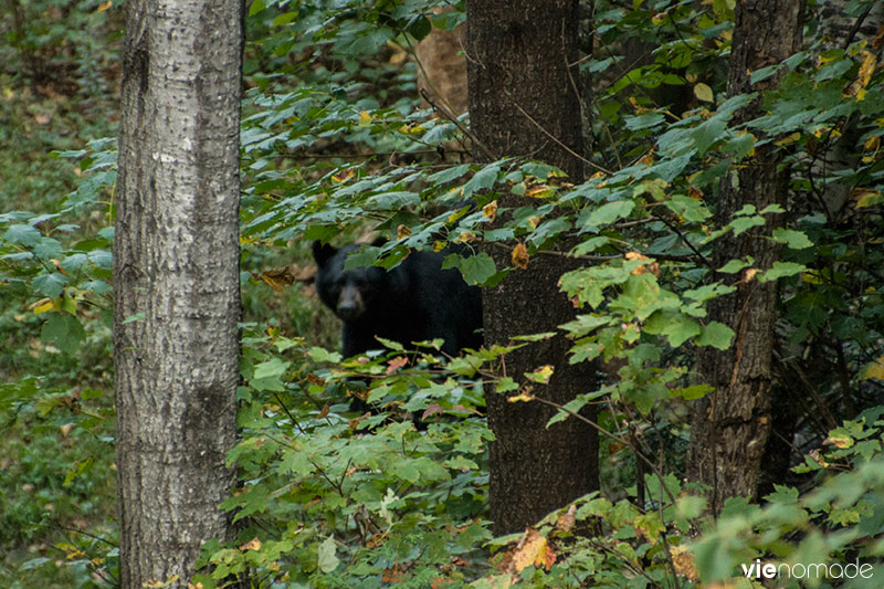 Ours noir à Sacacomie