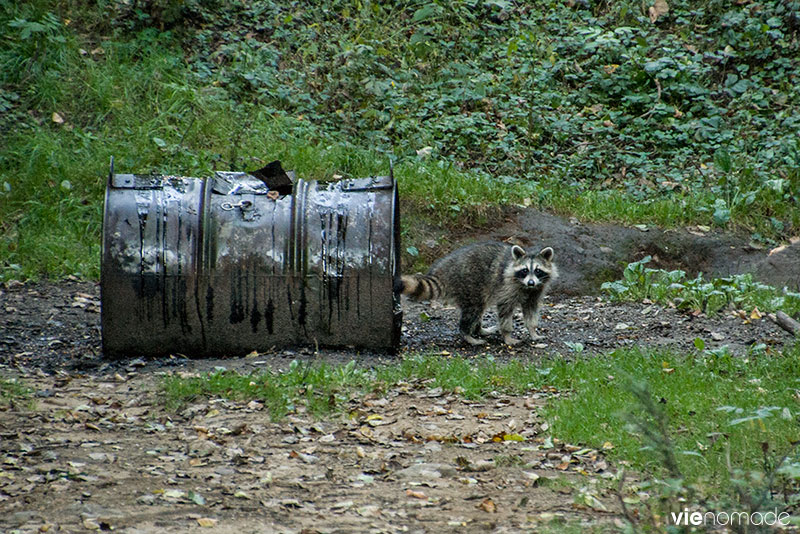 Ratons laveurs à Sacacomie