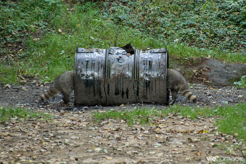 Ratons laveurs à Sacacomie