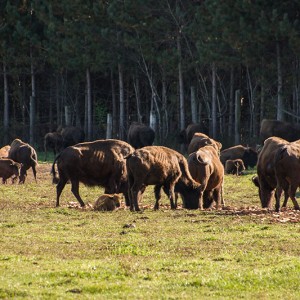 Terre des Bisons, Lanaudière