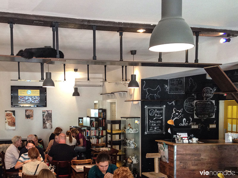 Café Chat l'heureux, Montréal