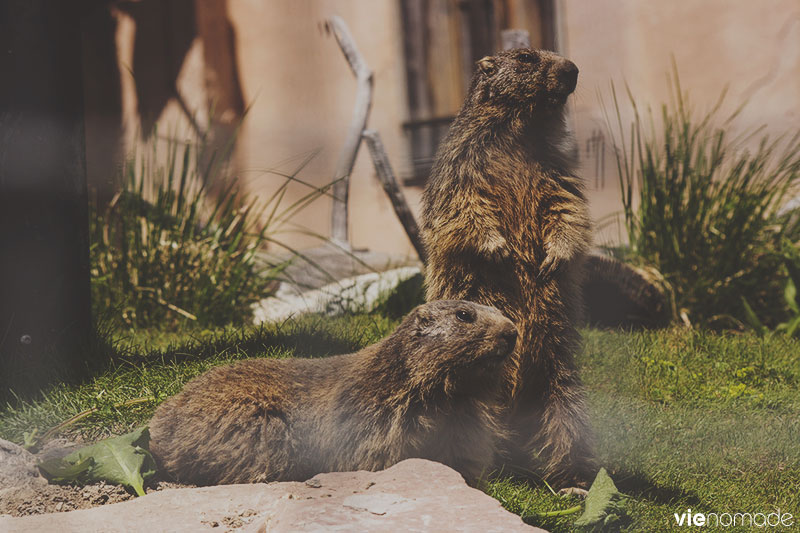 Marmottes Paradis, Rochers de Naye