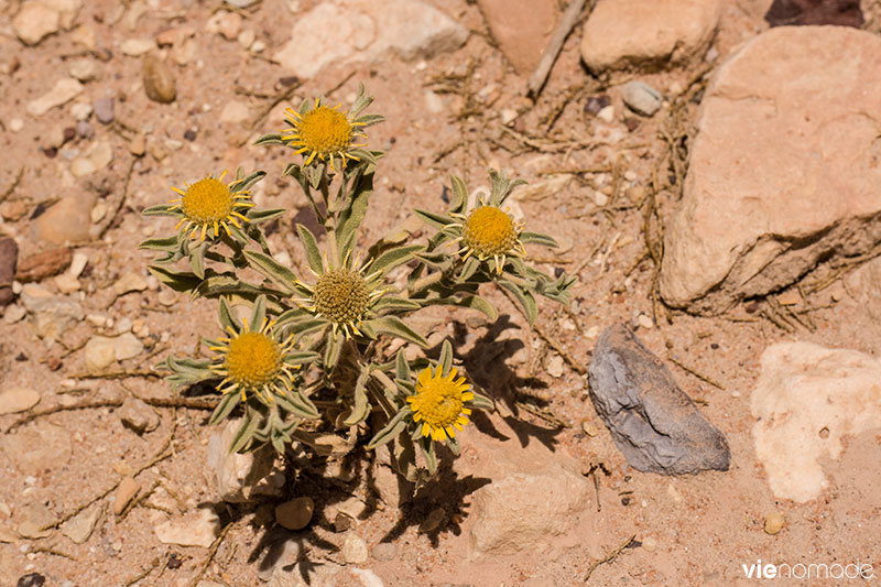 Sentiers de randonnée dans le cratère Maktesh Ramon