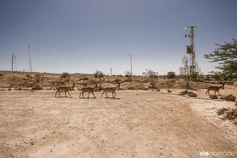 Bouquetins de Nubie à Mitzpe Ramon, Israël