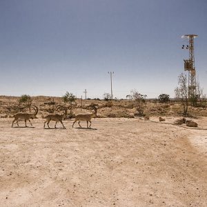 Randonnée dans le désert du Néguev, à Mitzpe Ramon