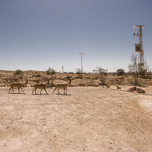 Randonnée dans le désert du Néguev, à Mitzpe Ramon