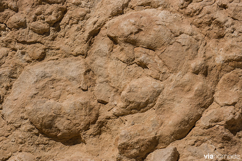 Mur d'ammonites dans le Néguev, Israël