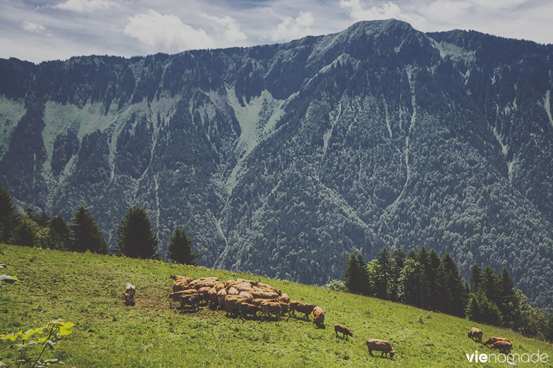 Randonnée aux Rochers de Naye, Suisse