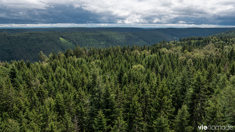 Baumwipfelpfad, la tour au-dessus de la Forêt-Noire