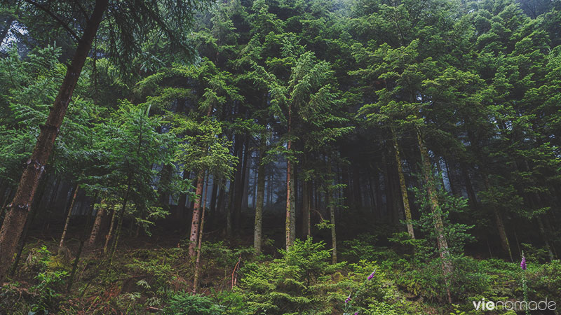 Road trip en Forêt-Noire