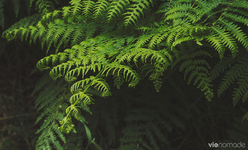 Parc National de la Forêt-Noire