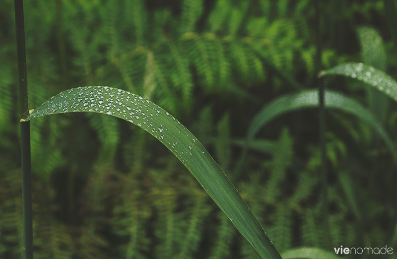 Parc National de la Forêt-Noire