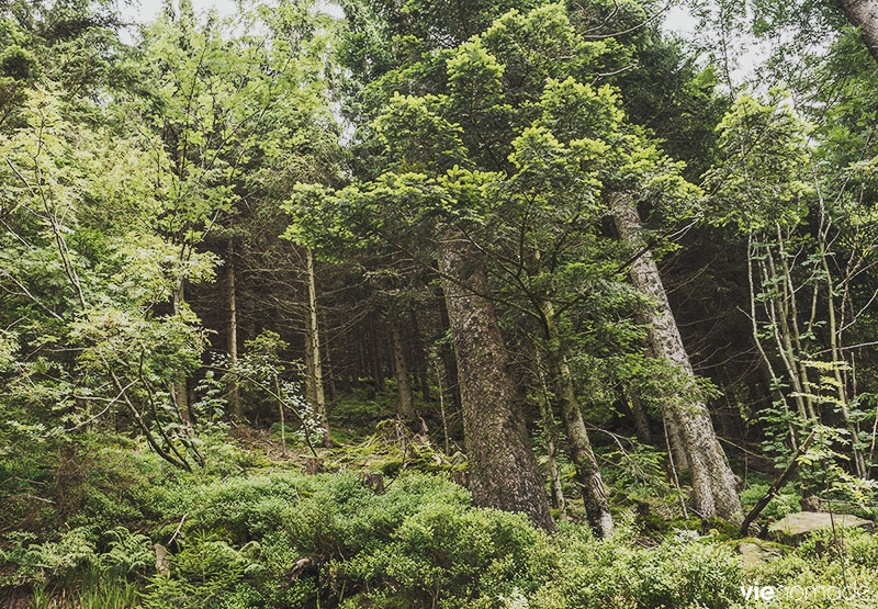 Parc National de la Forêt-Noire