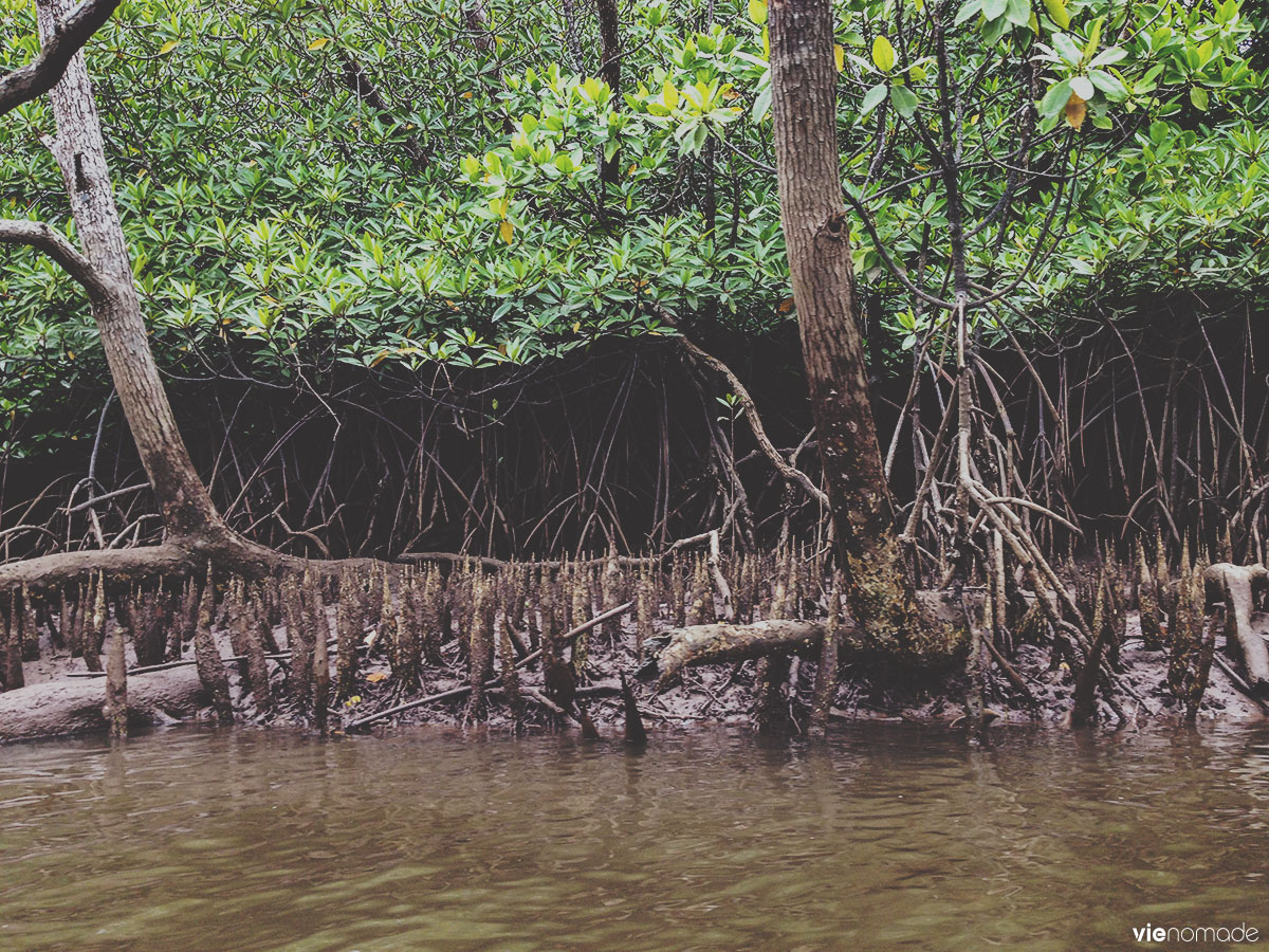 Kayak dans la mangrove à Phang Nga