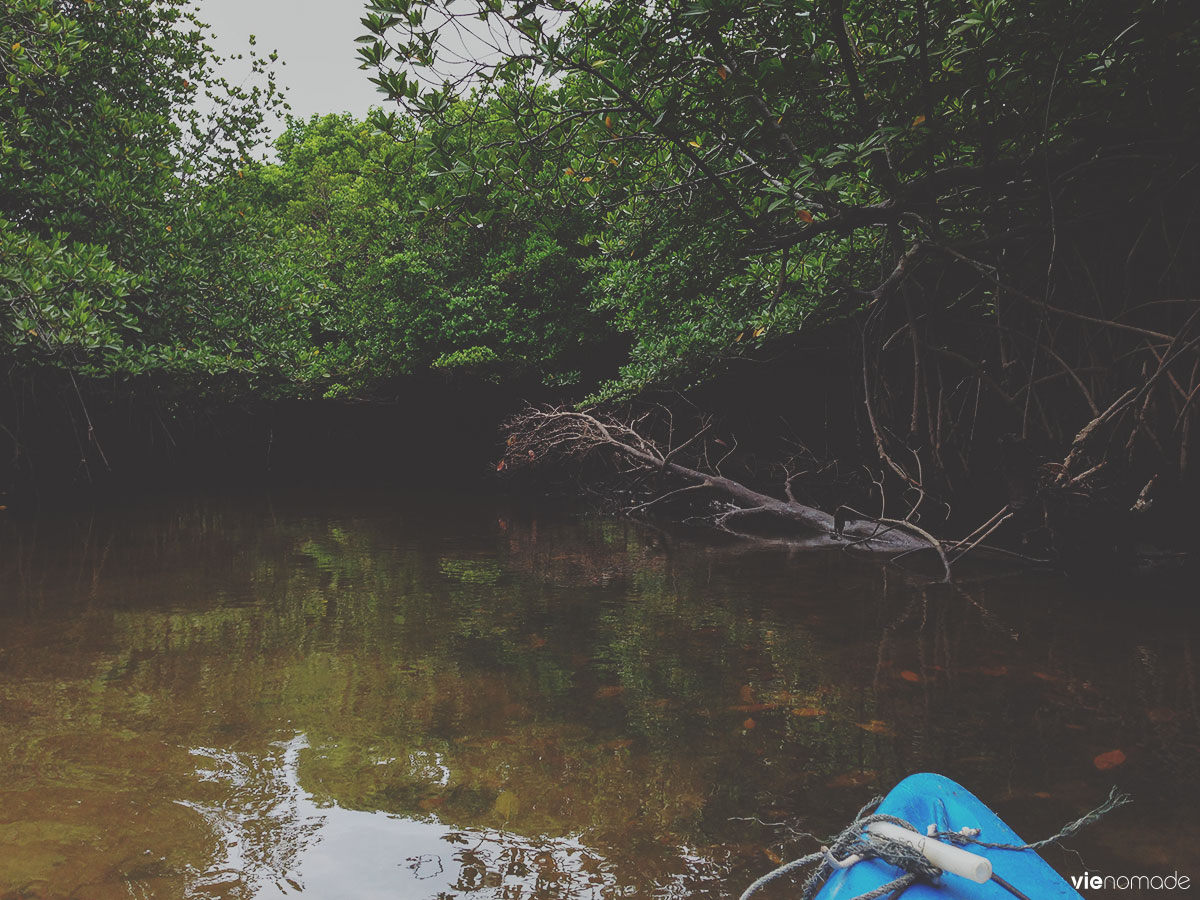 Kayak dans la mangrove à Phang Nga