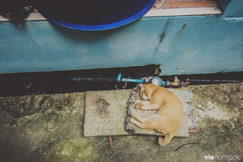 Chats de thaïlande