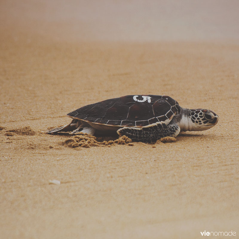 Relâcher les tortues marines en Thaïlande