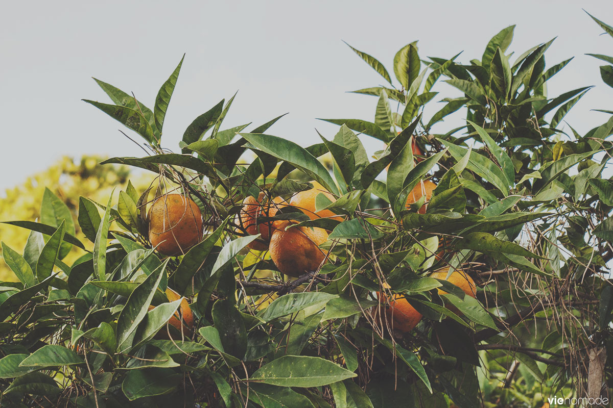 Le jardin des orangers sur la colline de l'Aventin