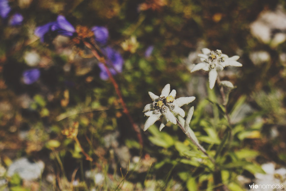 Edelweiss