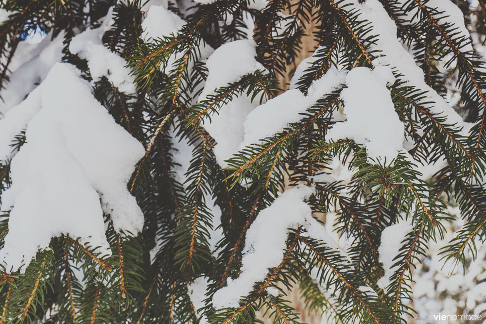 Randonnée dans la neige à Gryon