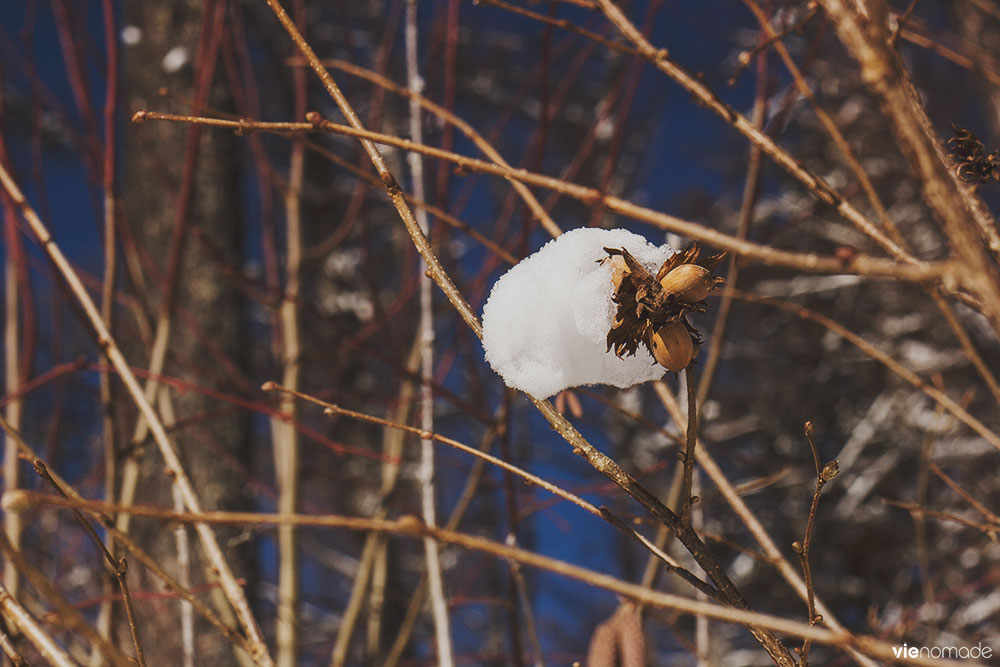 Gryon, randonnée dans la neige