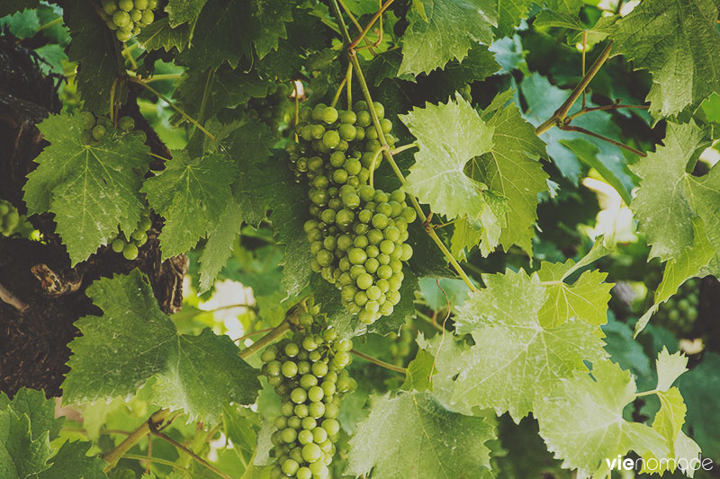 Vignes à Loèche (Leuk)