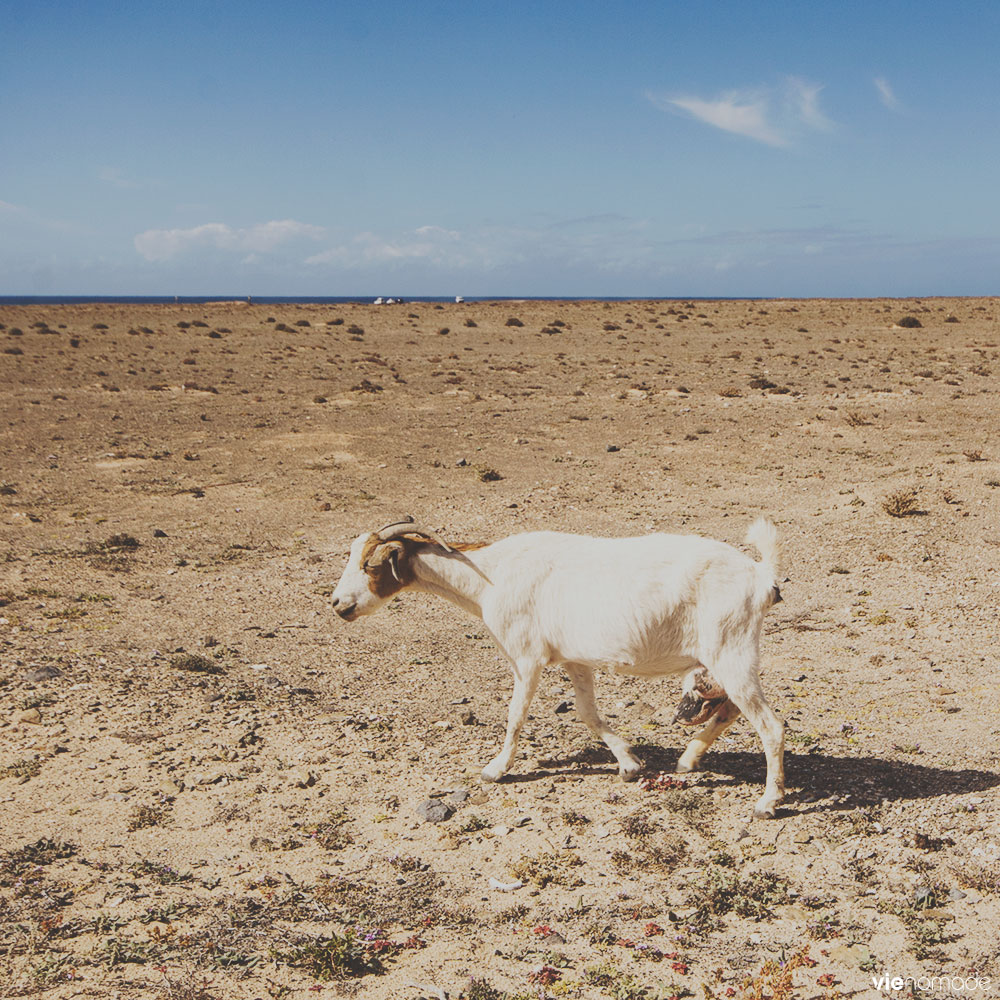 Chèvre majorera, Fuerteventura