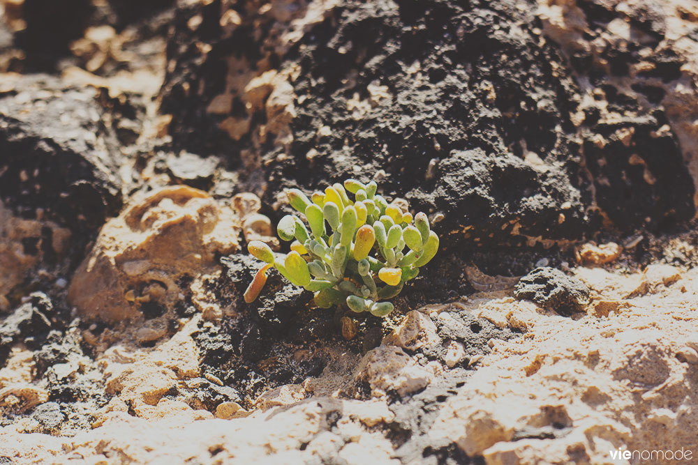 Fabagelle Desfontaines, végétation de Fuerteventura