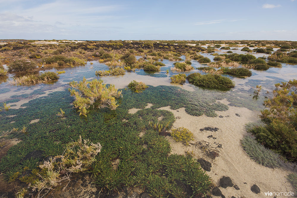 Lagunitas de l'Islote de Lobos, Fuerteventura