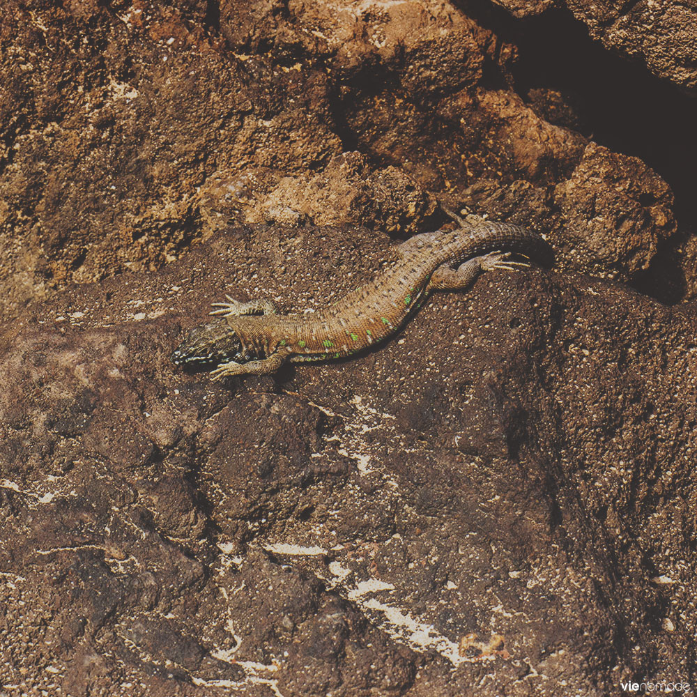 Lézard de Fuerteventura