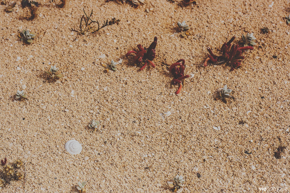 Nature et végétation sur l'islote de lobos, fuerteventura