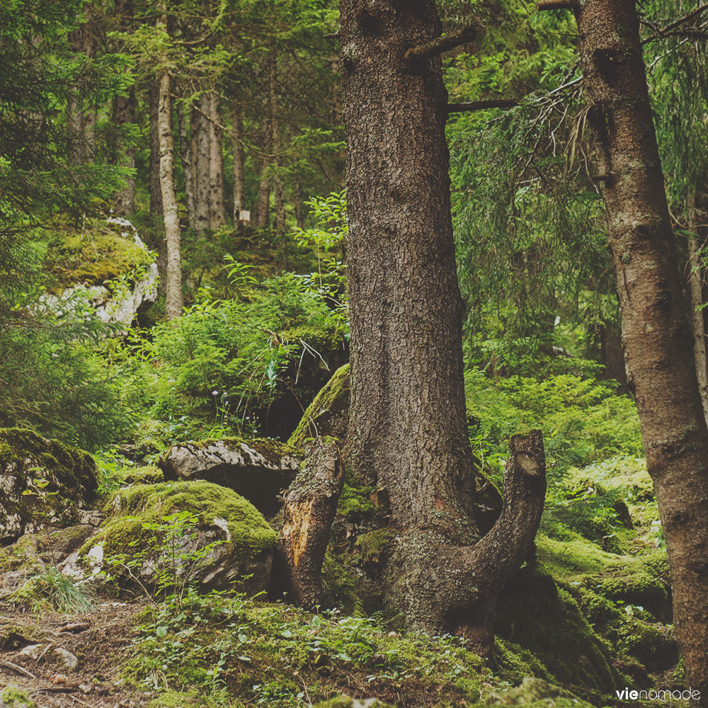 Balade au Lac Taney, Suisse