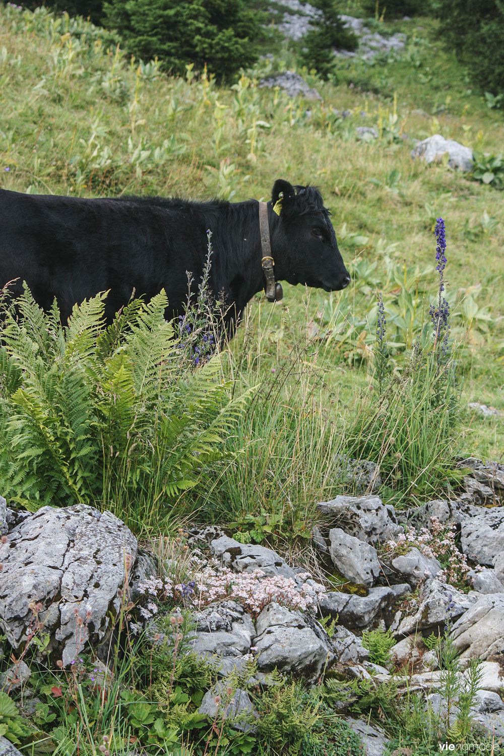 Randonnée à Ensex, Suisse