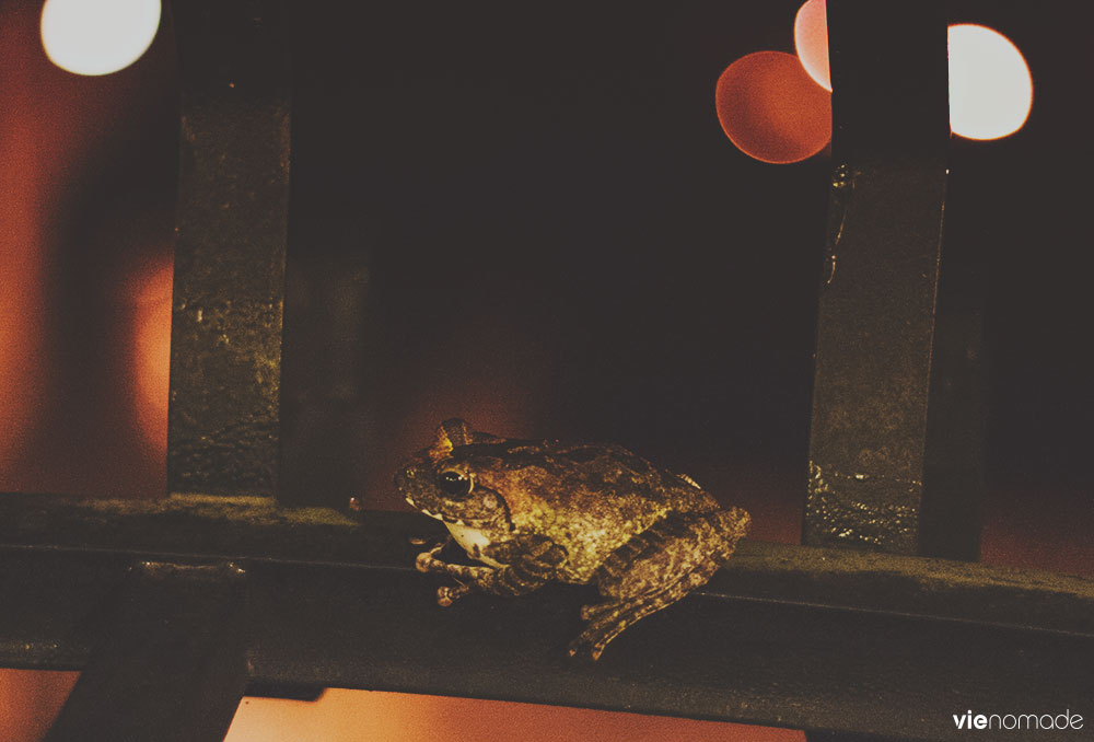 Un crapaud à Jiufen, Taïwan