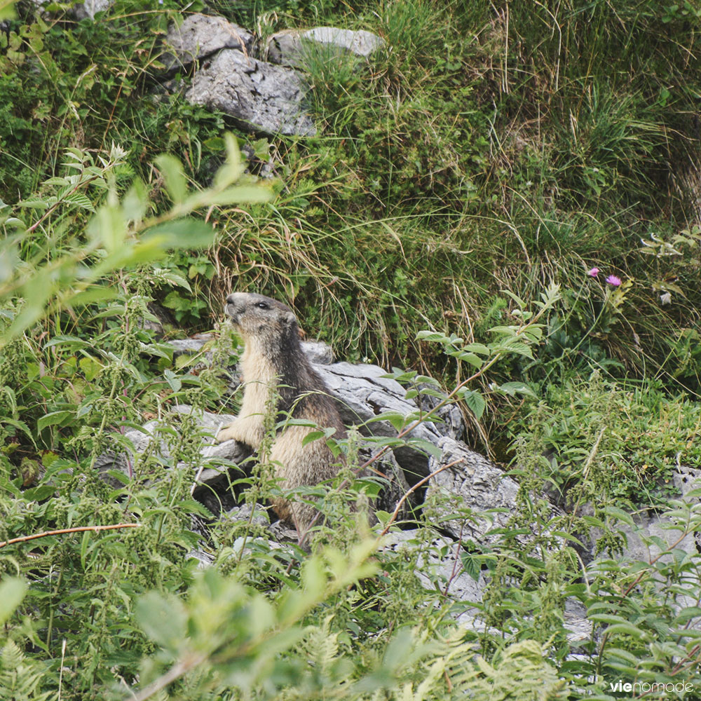 Marmotte - randonnée en Suisse