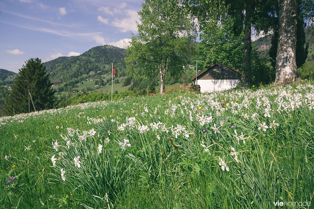 Floraison des narcisses sauvages, Monteux Riviera